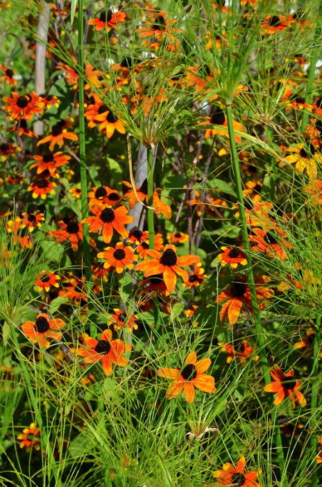 Rudbeckia triloba 'Prairie Glow'